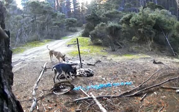 More than 100 lambs and ewes and about 36 angora goats were killed by feral dogs on the Nilsson family's Shenstone Farm, just south of Cape Rēinga.