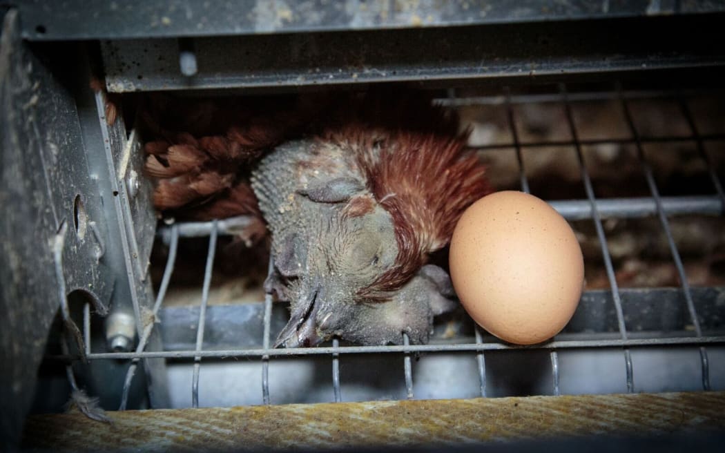 A dead chicken lies next to a freshly laid egg.