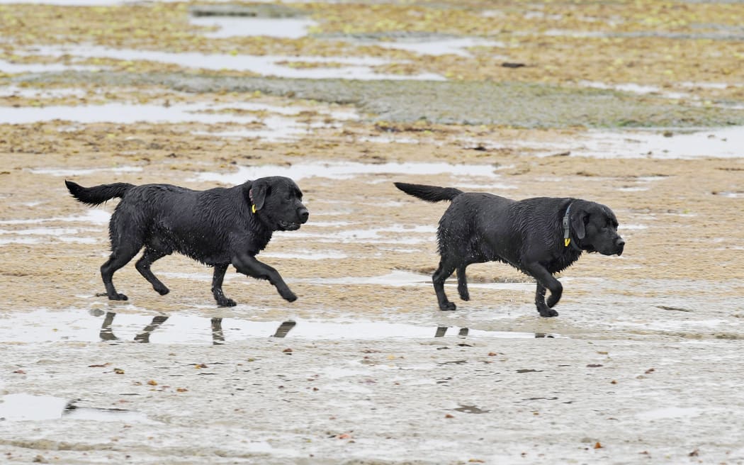 Dogs pictured walking at Kaiti Beach off-leash. The Gisborne District Council is proposing to ban canines at the site in a bid to protect kororā.