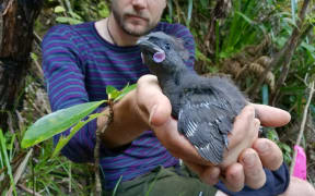 Branding Kokako chicks