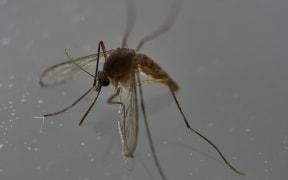 Researchers have recently discovered the Zika virus in a second mosquito species known as the "Asian Tiger" mosquito, (formally named Aedes albopictus). The species stretches much further north into the United States than the previously known Zika carrying Aedes aegypti species.