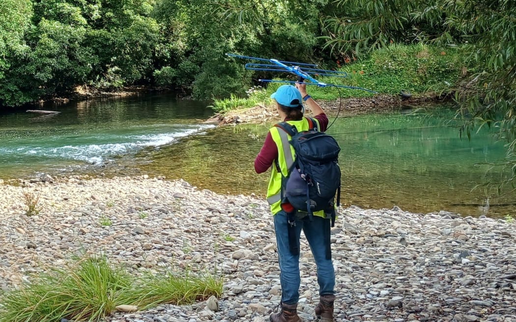210225 Supplied: Nick Eade radio tracking long tailed bats on the Rai River near Bulford Bridge.
