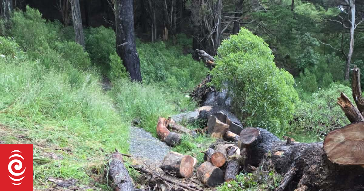 Mountain biker says they're no threat to nesting kārearea after track vandalism