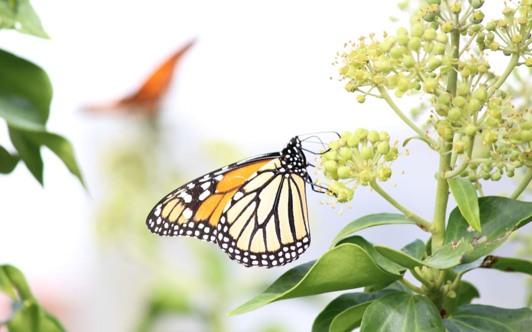 Monarch butterfly