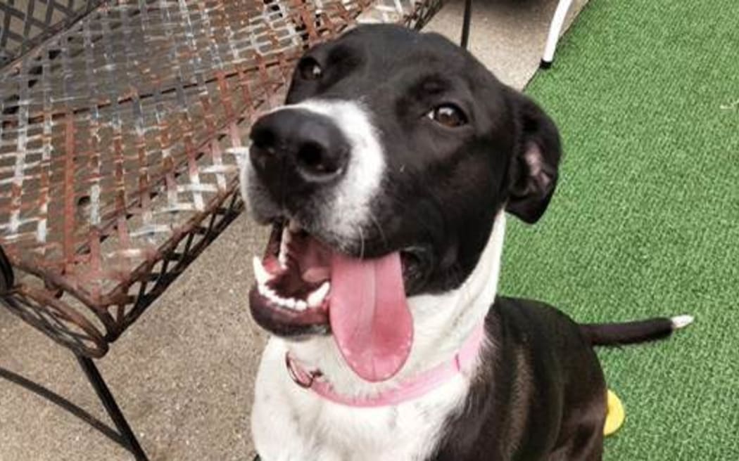 Spca nz new arrivals adopt