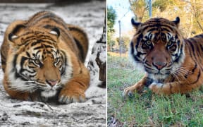 Auckland Zoo welcomes Sumatran tigers Zayana and Ramah from United States. Credit: Kyla F/Supplied