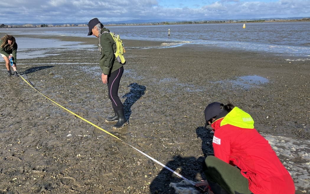 Field work includes measuring up the area where a core sample is taken to check the size of tuangi.