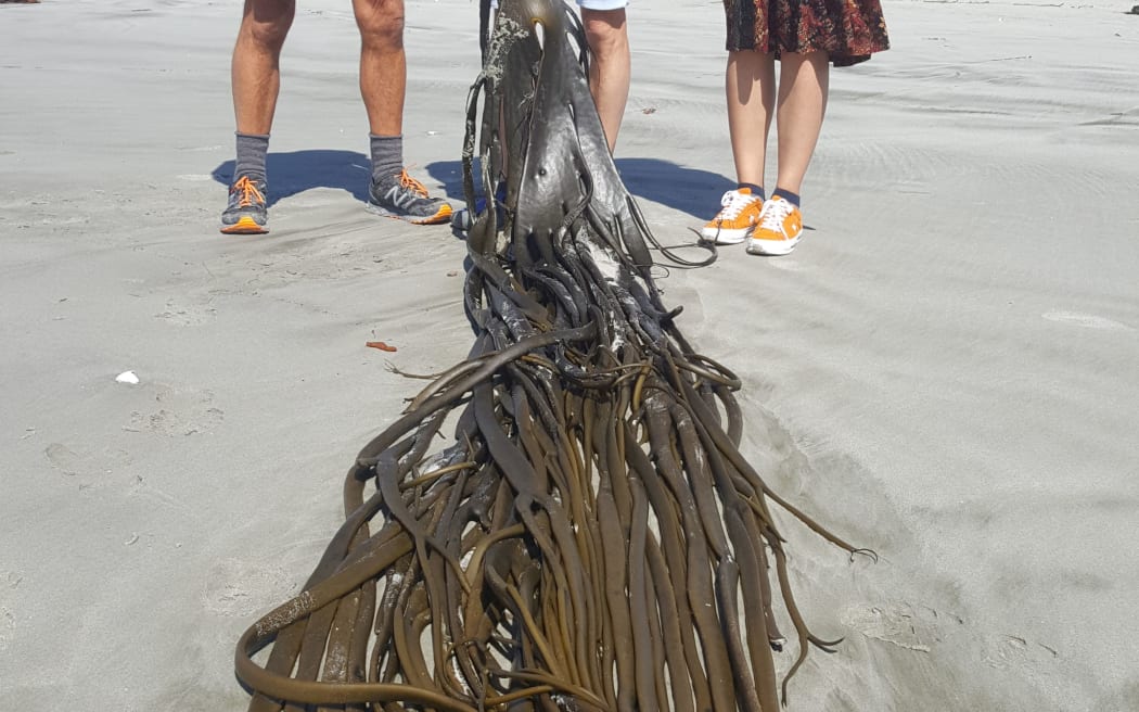 Geologist Dave Craw, biologist Jon Waters and genetics PhD student Elahe Parvizi from the University of Otago with bull kelp washed up on the beach at Taieri Mouth, south of Dunedin.