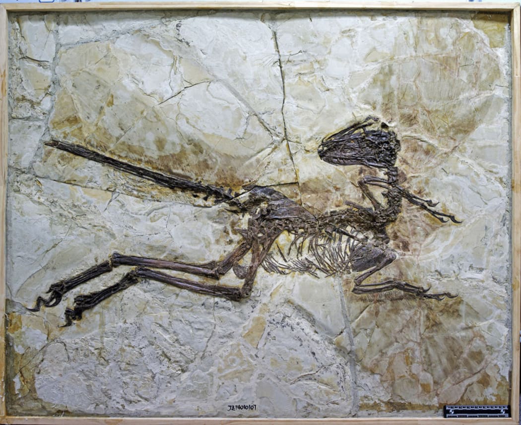 The fossilised skeleton of the dinosaur clearly shows its quill-like feathers.