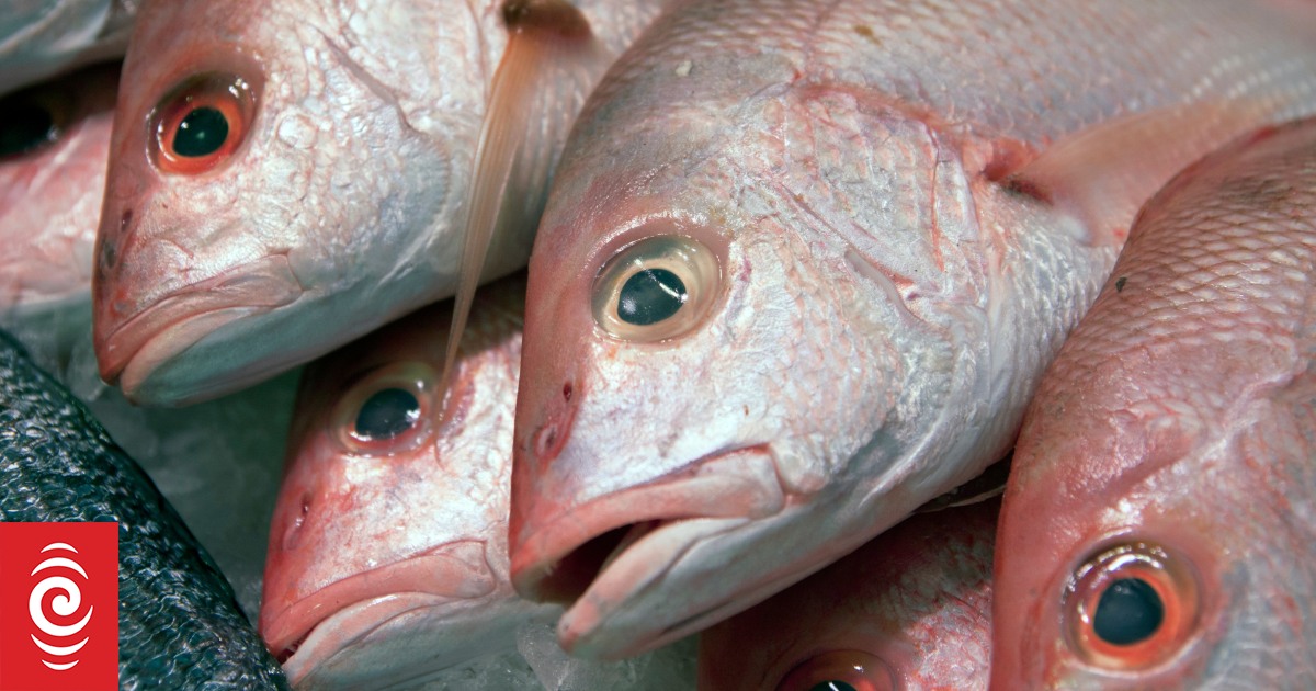 Five fishers net $10,500 fine after catching 348 fish in Hauraki Gulf - Vimarsana News