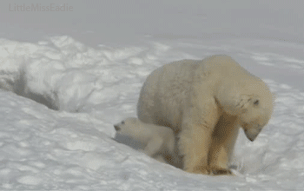 Polar Bears