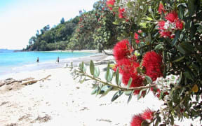 The pohutukawa tree (Metrosideros excelsa) with its crimson flower has become an established part of the New Zealand Christmas tradition.