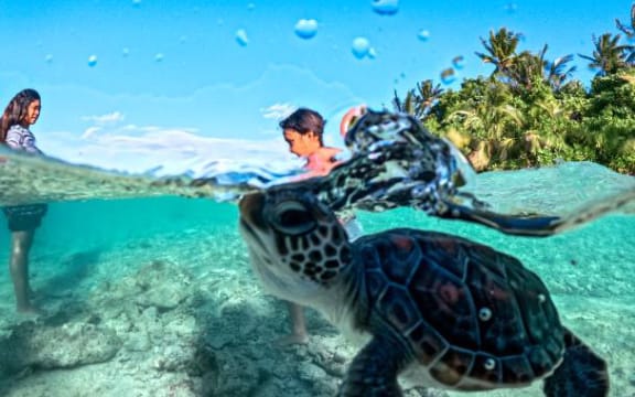 Turtles "Popo" and "Uto" - two of the more than 30 sea turtles found in Tokelau in 2025.