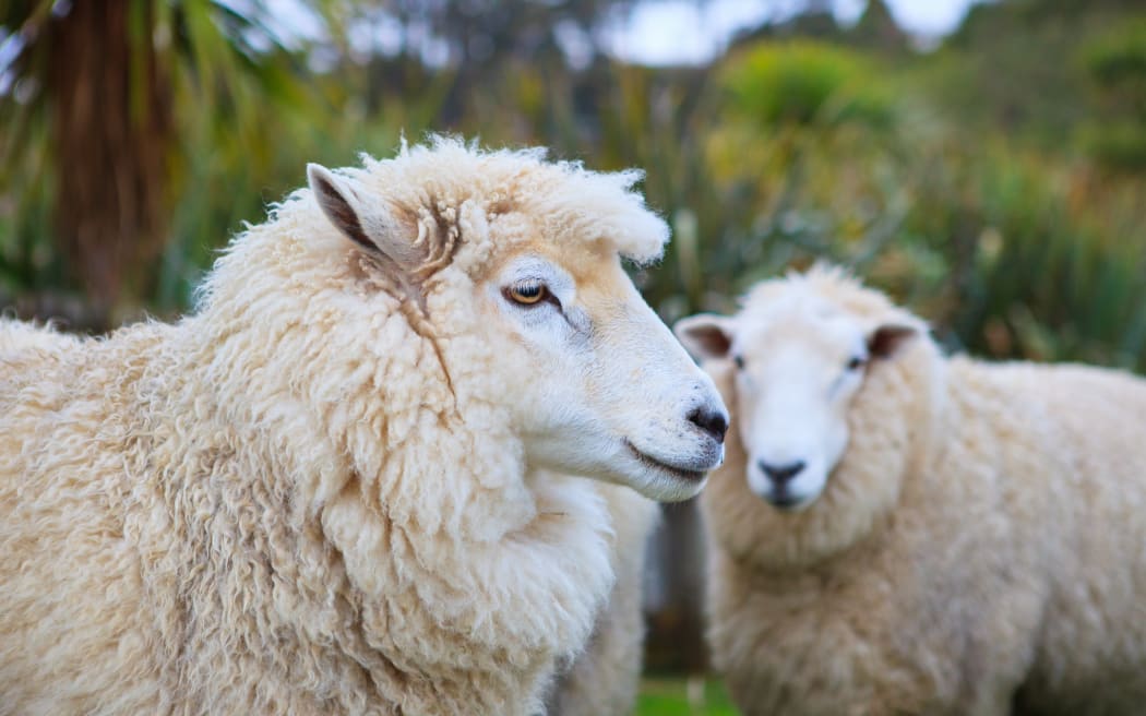 New Zealand merino sheep in rural livestock farm.