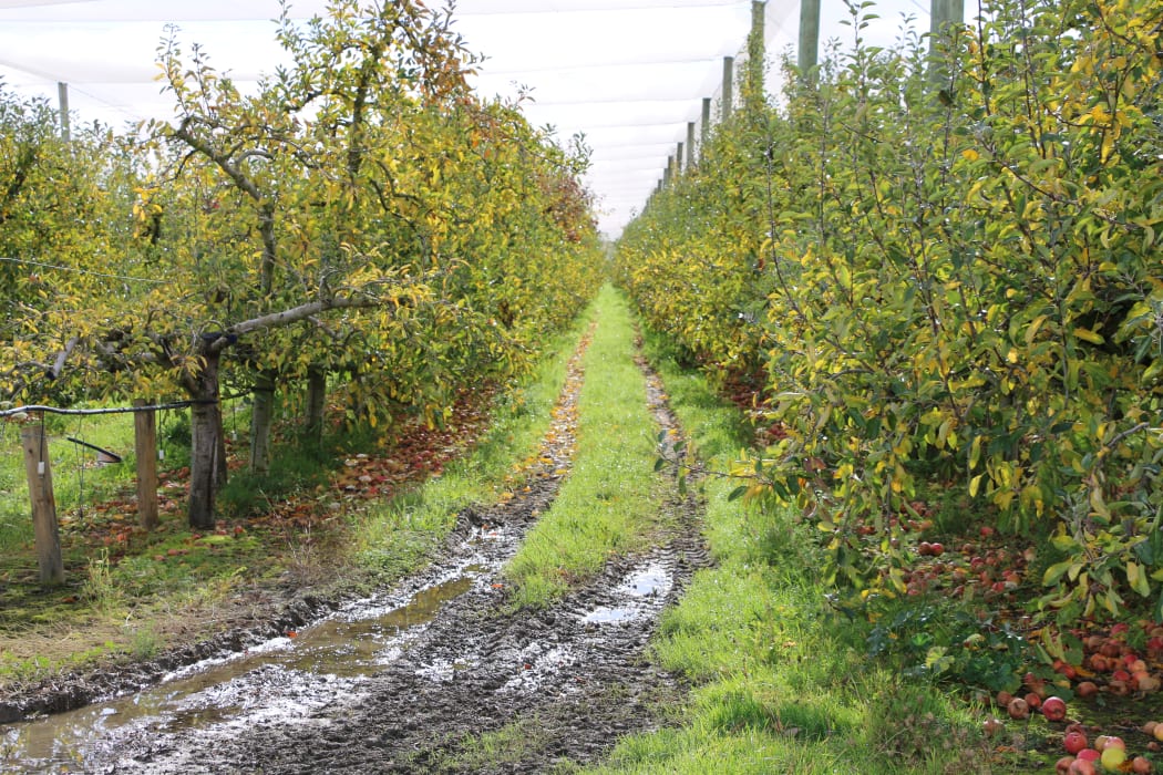 Apple trees strip picked on June 31 marking the end of the 2018 season at JR's Orchard. Some of the Solomon Islands RSE workers will return in November to start thinning the trees in preparation for next year's crop.