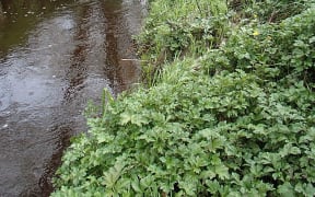 View along the stream to a small bridge.