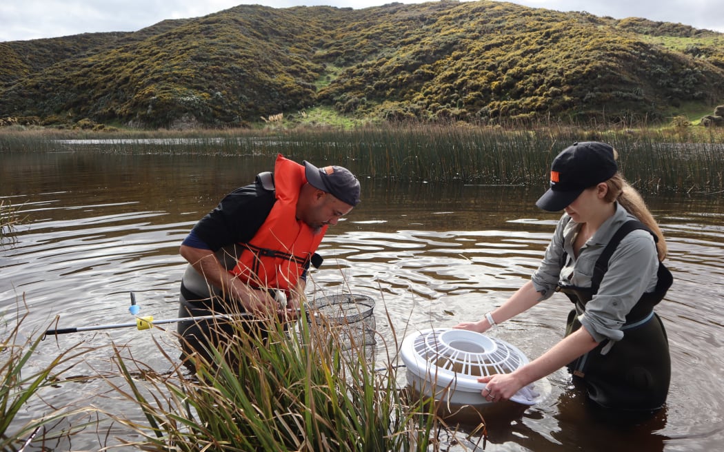 Toitoi fish have been collected from Kohangapiripiri in the Parangārahu Lakes for the Zealandia ecosanctuary.