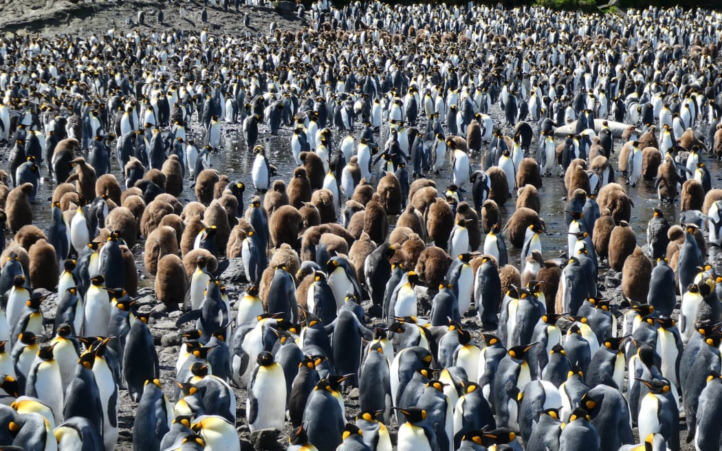 Hundreds of black-and-white penguins clustered together, interspersed with fluffy brown penguins.