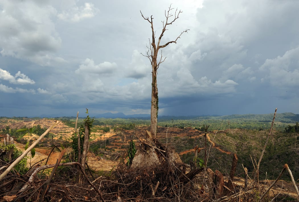 In a picture taken on August 19, 2009, a tree stands alone in a logged area prepared for plantation near Lapok in Malaysia's Sarawak State.