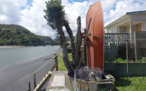 The pōhutukawa planted by two air force veterans as a symbol of their friendship in 1951.