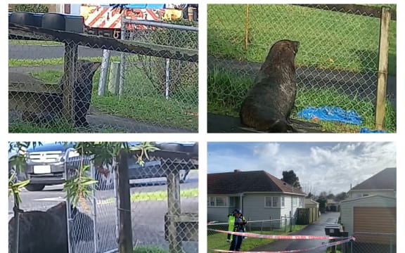 A seal made it's way through Papakura streets on 30 June, until police and DoC rangers caught up with it in Coles Crescent.