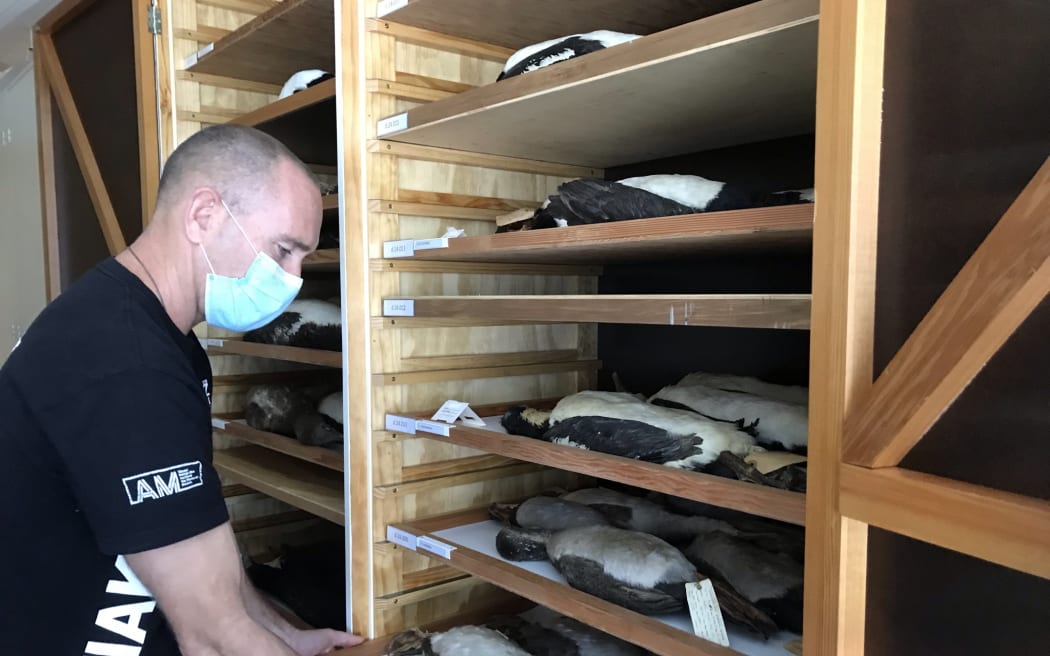 Dr Matt Rayner is pulling out a tray with several spotted shag skins on it.