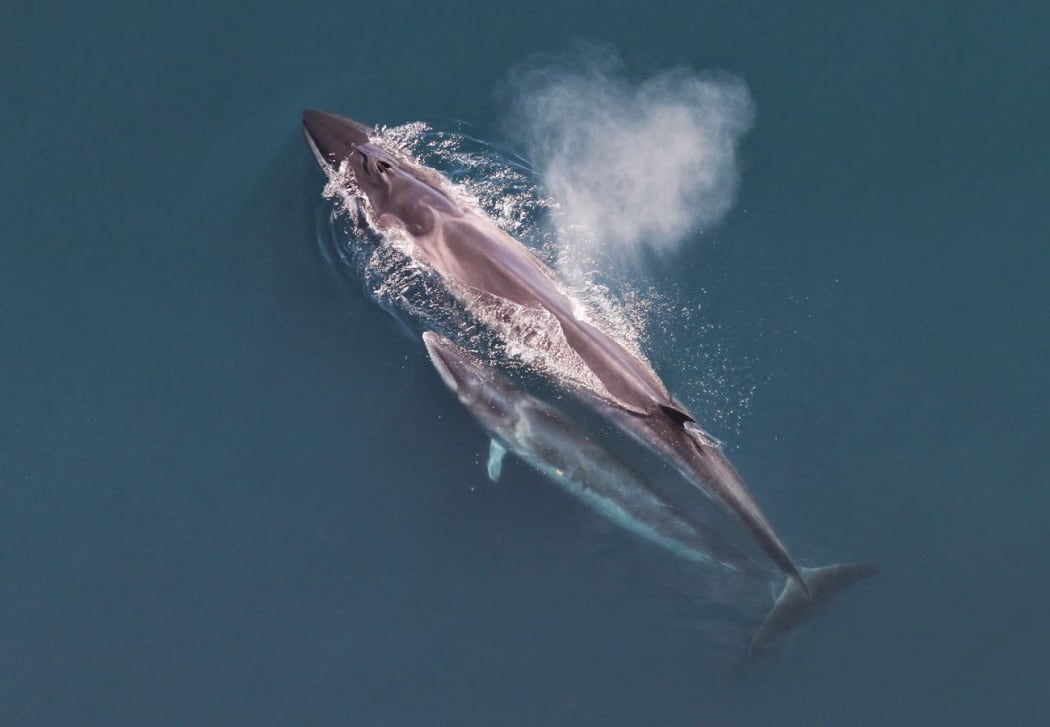 Sei whale mother and calf
