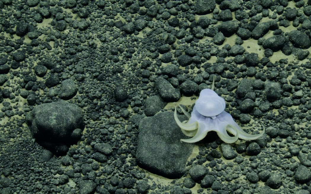 An unknown species of Casper octopus.