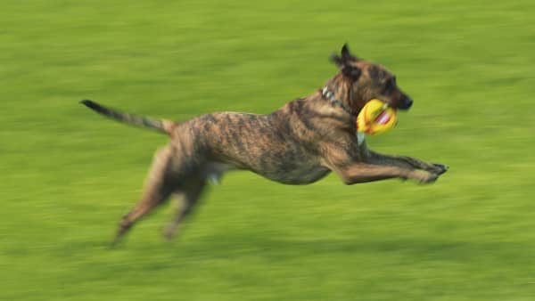 Rolly the rescue dog