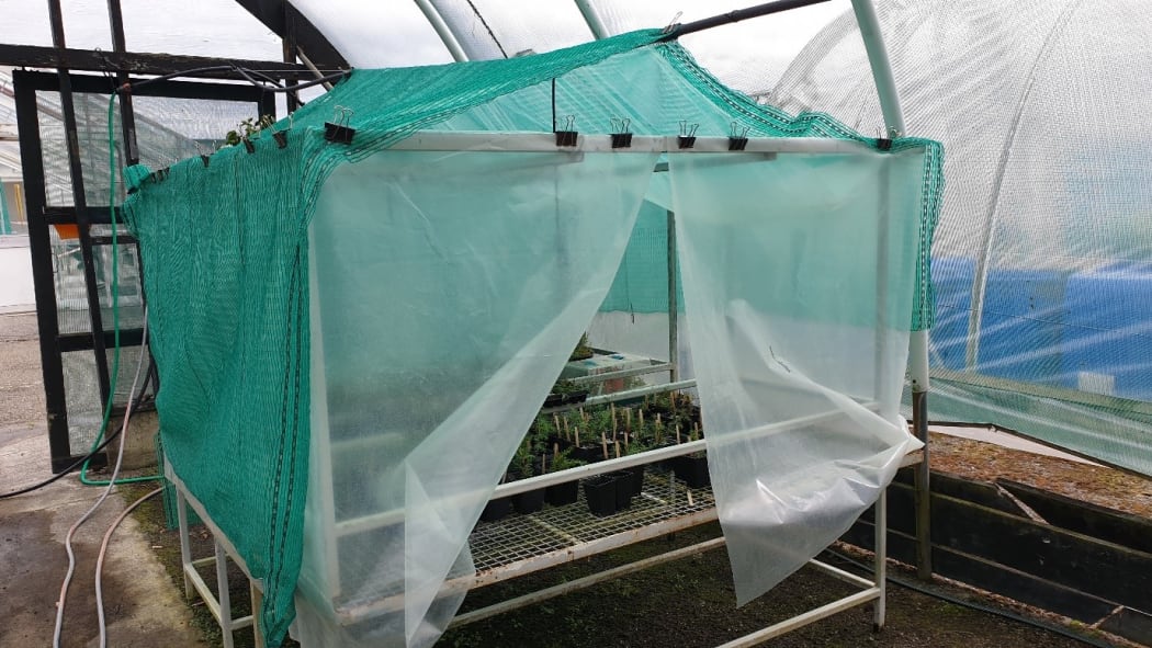 Juniper propagation at Massey University