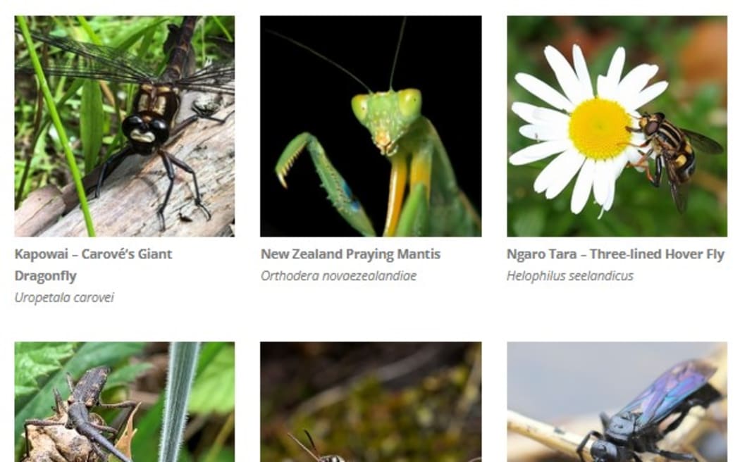 A screen shot from the Entomological Society of New Zealand's website showing the nominees for the 2023 Bug of the Year competition.