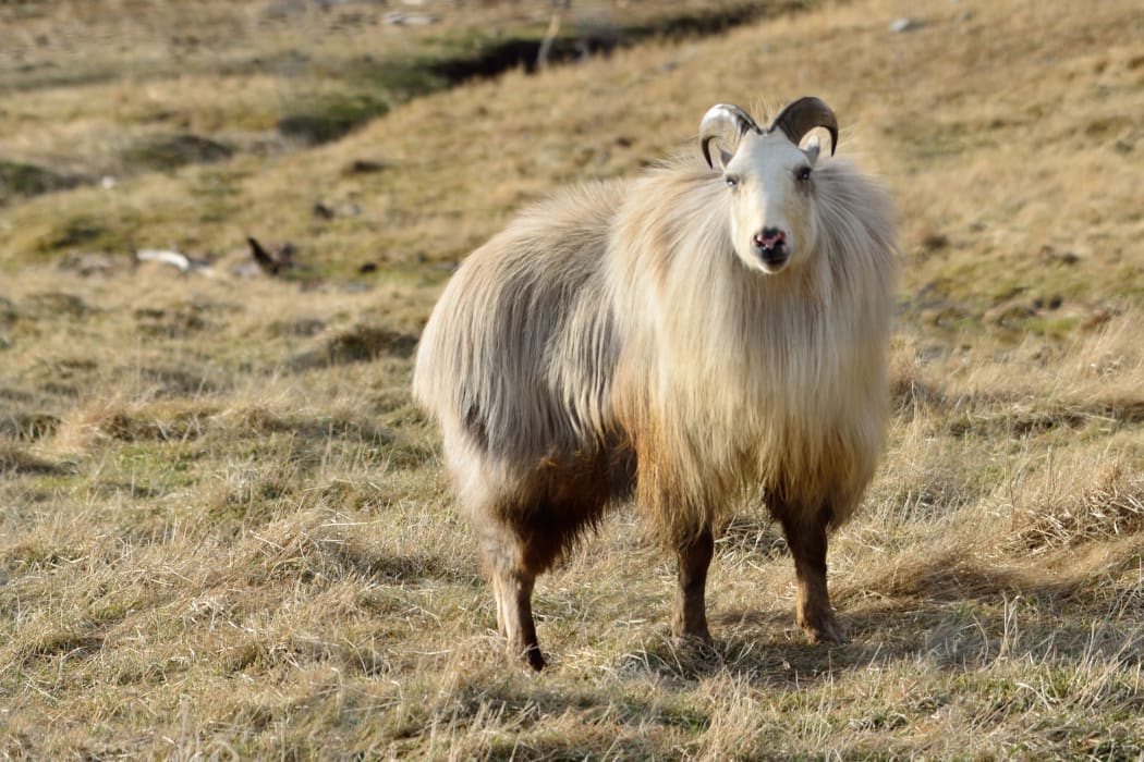 19489693 - rare white himalayan tahr bull, hemitragus jemlahicus, in the southern alps of new zealand