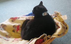 Midnight the cat