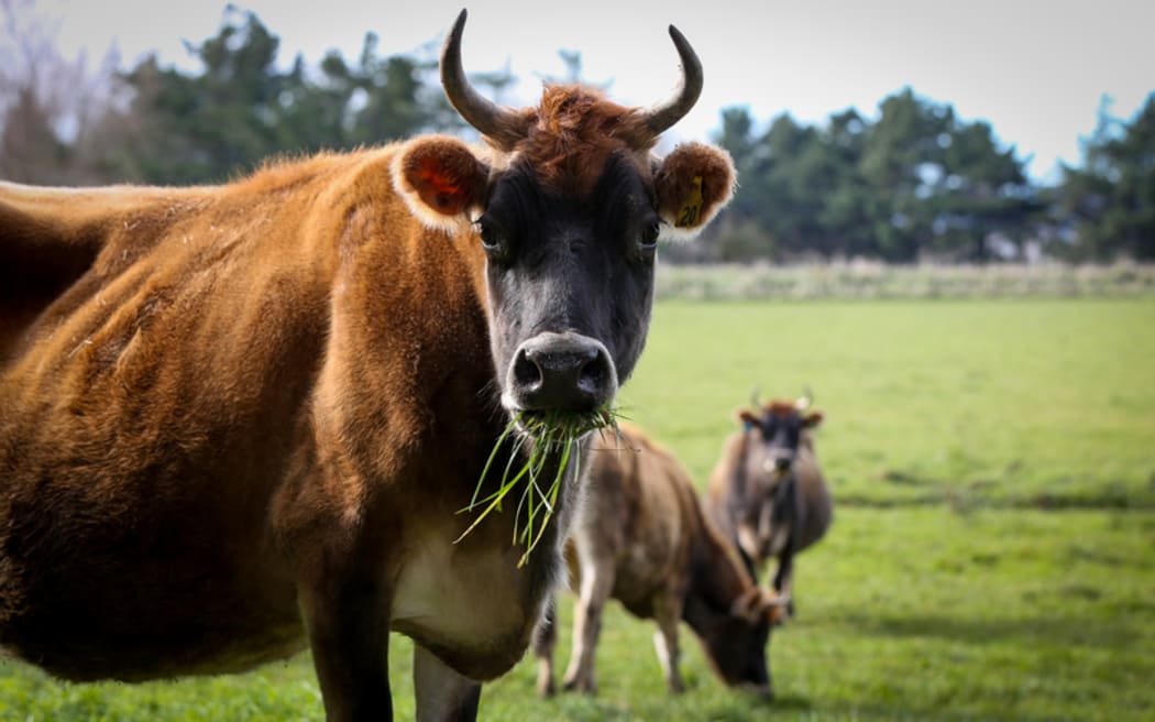 Organic Jersey cow.