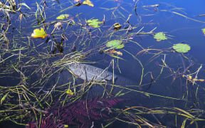 Recent spraying of the weeds around the edge of Sullivan Lake has revealed rubbish dumped in the water, such as this old tyre.