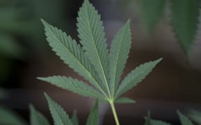 Marijuana leaf