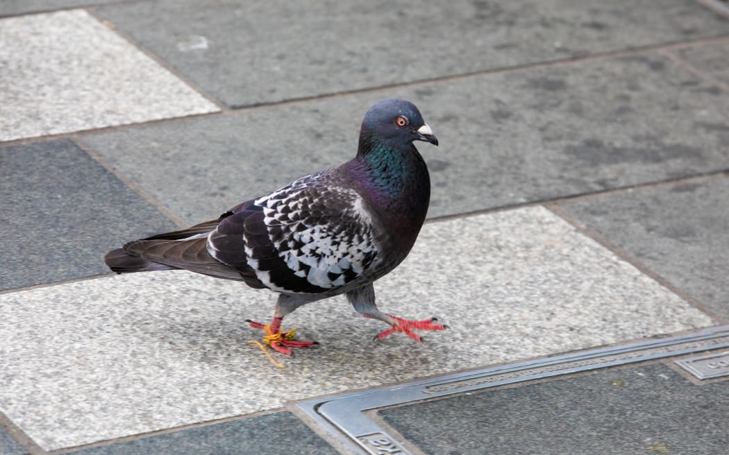 No plans to control Ashburton’s ‘already reduced’ pigeon population RNZ News