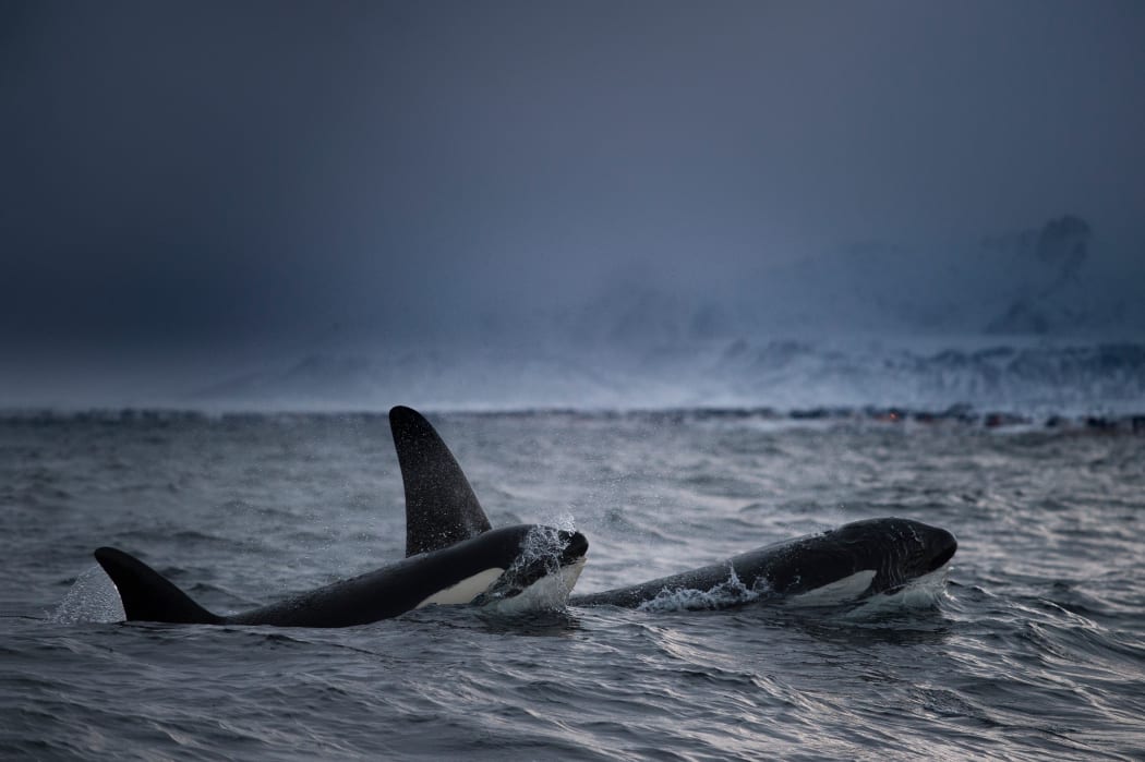 Killer whales