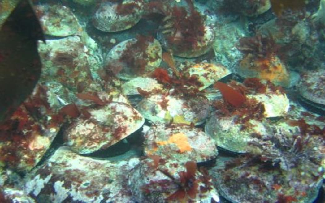 paua