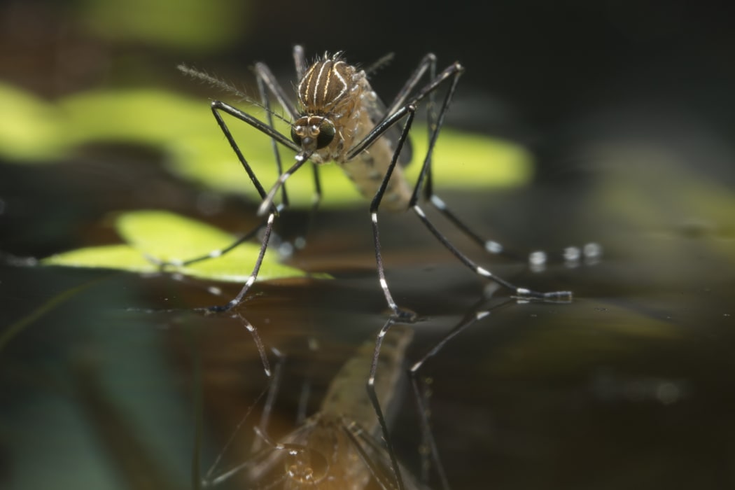 The disease-carrying Aedes notoscriptus mosquito