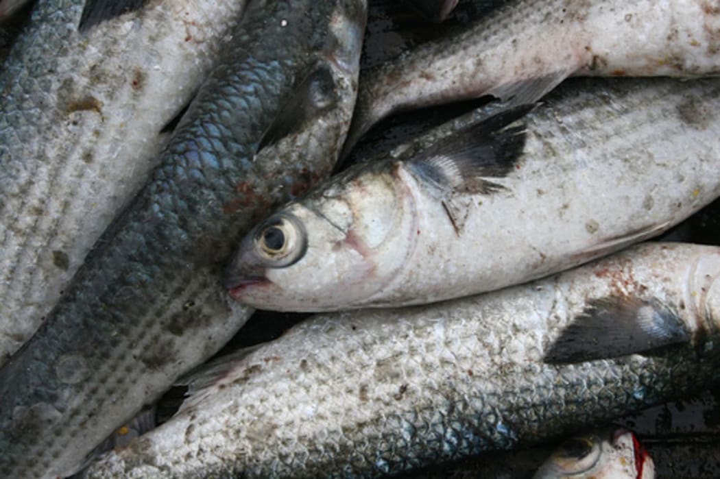 A pile of dead mullet