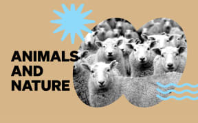 The words “Animals and Nature” appear in bold black on a tan background. A black-and-white photo of sheep fills the right side, framed in a stylized open-book shape. A light blue starburst and wavy lines add playful graphic accents.