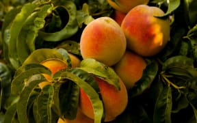peaches