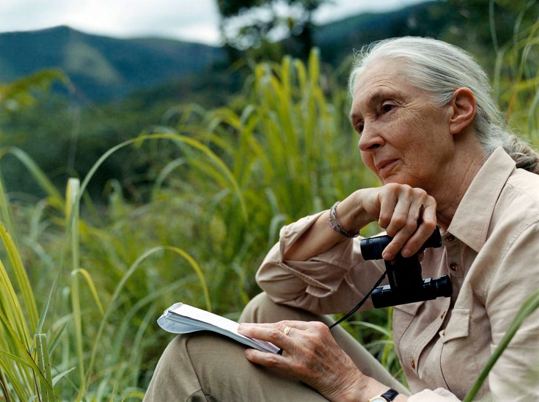 Dr Jane Goodall at Gombe