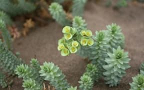 Sea spurge has been found growing on the beach at Karamea north of Westport.