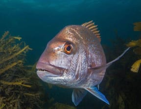 Large predatory snapper are a rare sight in the Hauraki Gulf these days due to heavy fishing pressure, but they are common inside marine reserves such as the Goat Island marine reserve at Leigh.
