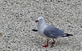 The red-billed gull/tarāpunga with the crossbow bolt.