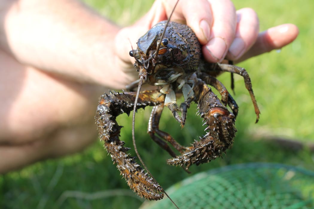 Freshwater Crayfish