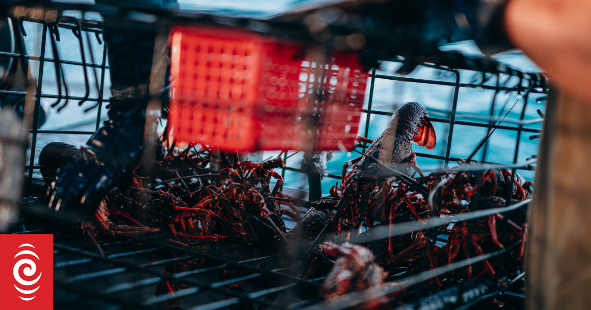 Crayfish fishing to be banned on Northland's east coast