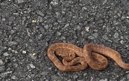 Snake flies on plane from Brisbane to Auckland